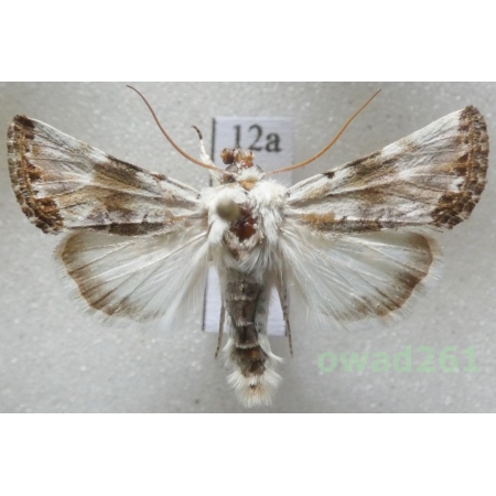 Calophasia opalina (Esper, 1793) Tadjikistan12a